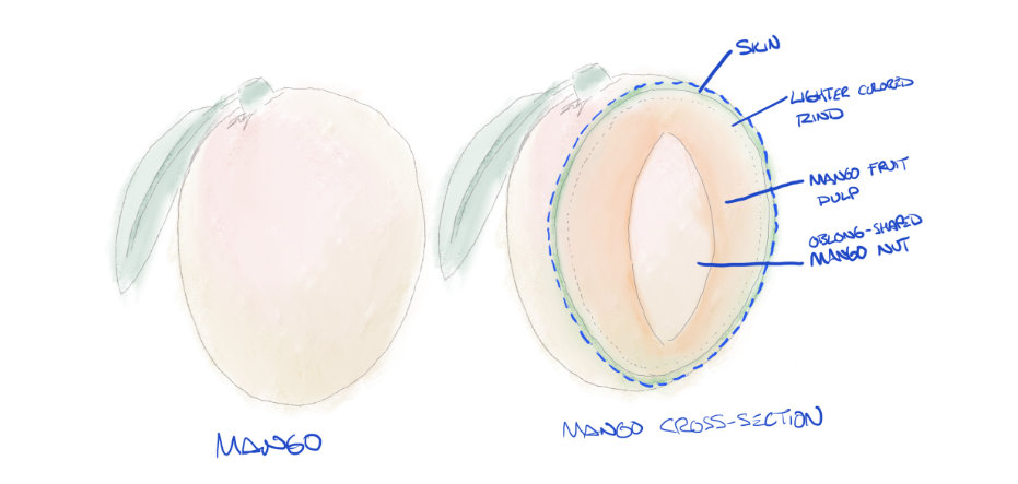 dissecting a mango